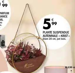 La Foir'Fouille Plante suspendue automnale « krist » offre