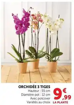 Maximarché Orchidée 3 tiges offre
