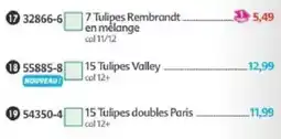 Maximo Tulipes Rembrandt offre
