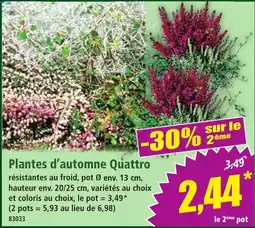 Norma Plantes d'automne Quattro offre