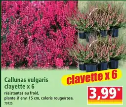 Norma Callunas vulgari clayette offre