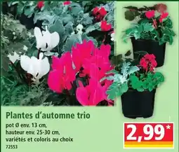 Norma Plantes d'automne trio offre