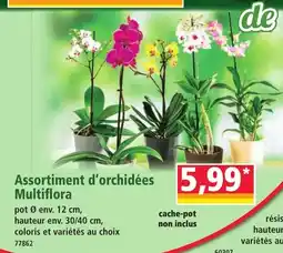 Norma de Assortiment d'orchidées Multiflora offre
