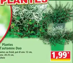 Norma Plantes d'automne Duo offre
