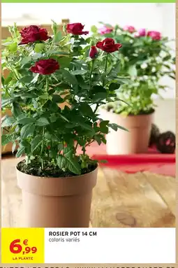 Intermarché ROSIER POT 14 CM offre