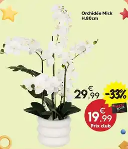 Maxi Bazar Orchidée Mick offre