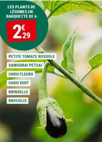 LES PLANTS DE LÉGUMES