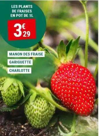 MANON DES FRAISE