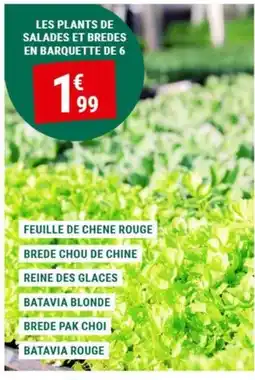 Gamm vert LES PLANTS DE SALADES ET BREDES offre