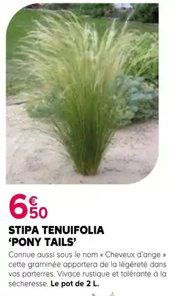 Kiriel STIPA TENUIFOLIA 'PONY TAILS' offre