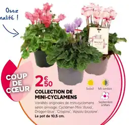 Kiriel ABSOLUP Mini-Cyclamens offre