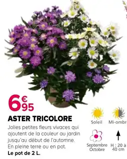 Kiriel ASTER TRICOLORE offre