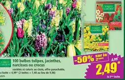 Norma Finest garden bulbes tulipes offre