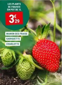 Gamm vert Manon - les plants de fraises en pot offre