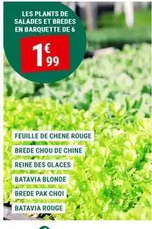 Gamm vert Chêne - les plants de salades et bredes en barquette offre