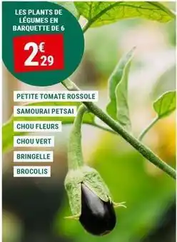 Gamm vert Les plants de légumes en barquette de 6 offre
