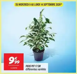 Netto Ficus pot 17 cm offre
