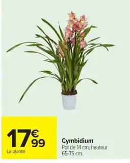 Carrefour Cymbidium offre