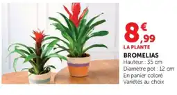 Super U BROMELIAS offre