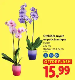 Lidl Orchidée royale en pot céramique offre