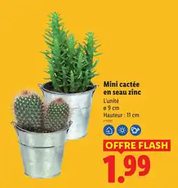 Lidl Mini cactée en seau zinc offre