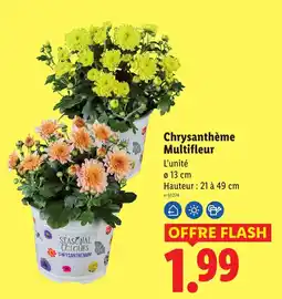 Lidl SEASONAL COLOURS Chrysanthème Multifleur offre