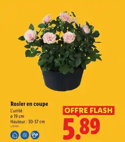 Lidl Rosier en coupe offre
