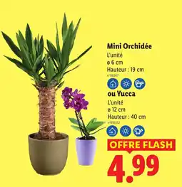 Lidl Mini Orchidée ou Yucca offre