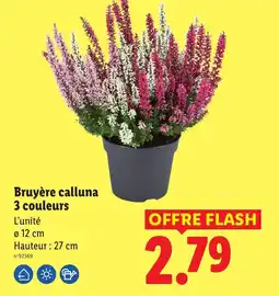 Lidl Bruyère calluna offre