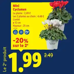 Lidl Cyclamen offre