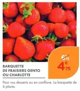 Point Vert GENTO OU CHARLOTTE Fraisiers offre