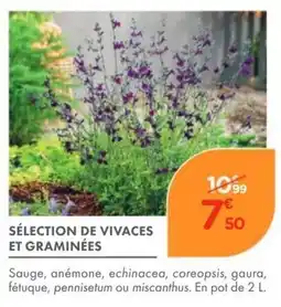 Point Vert SÉLECTION DE VIVACES ET GRAMINÉES offre