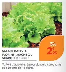 Point Vert SALADE BATAVIA offre