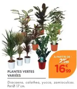 Point Vert PLANTES VERTES VARIÉES offre