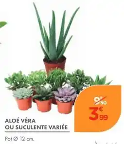 Point Vert ALOÉ VÉRA offre