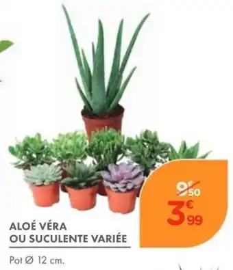 ALOÉ VÉRA