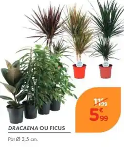 Point Vert DRACAENA OU FICUS offre