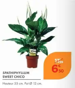 Point Vert SWEET CHICO SPATHIPHYLLUM offre