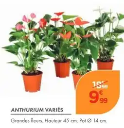 Point Vert ANTHURIUM VARIÉS offre