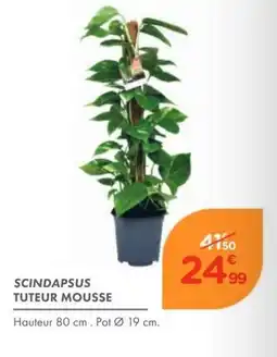 Point Vert SCINDAPSUS TUTEUR MOUSSE offre