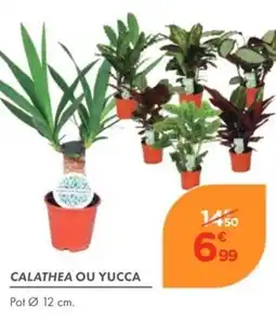 Point Vert CALATHEA OU YUCCA offre