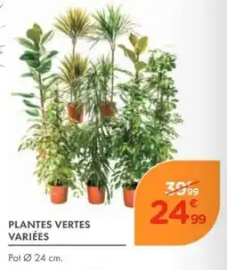 Point Vert PLANTES VERTES VARIÉES offre
