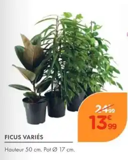 Point Vert FICUS VARIÉS offre