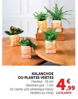 Hyper U KALANCHOE OU PLANTES VERTES offre
