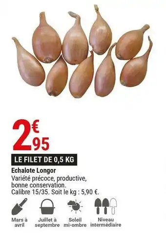 Echalote longor