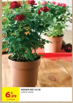 Intermarché Hyper Rosier pot 14 cm offre
