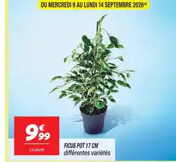 Netto Ficus pot 17 cm offre