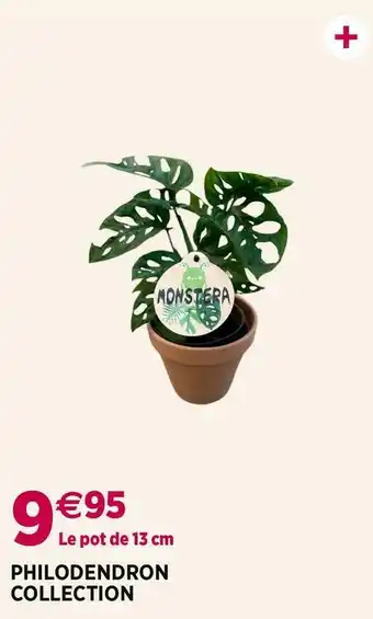 Delbard Philodendron collection offre