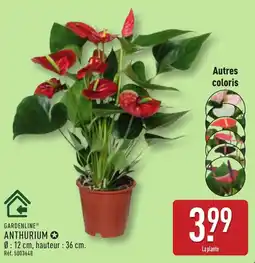 ALDI GARDENLINE ANTHURIUM offre