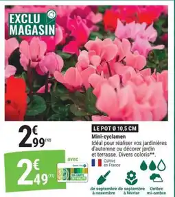 Gamm vert Mini-cyclamen offre